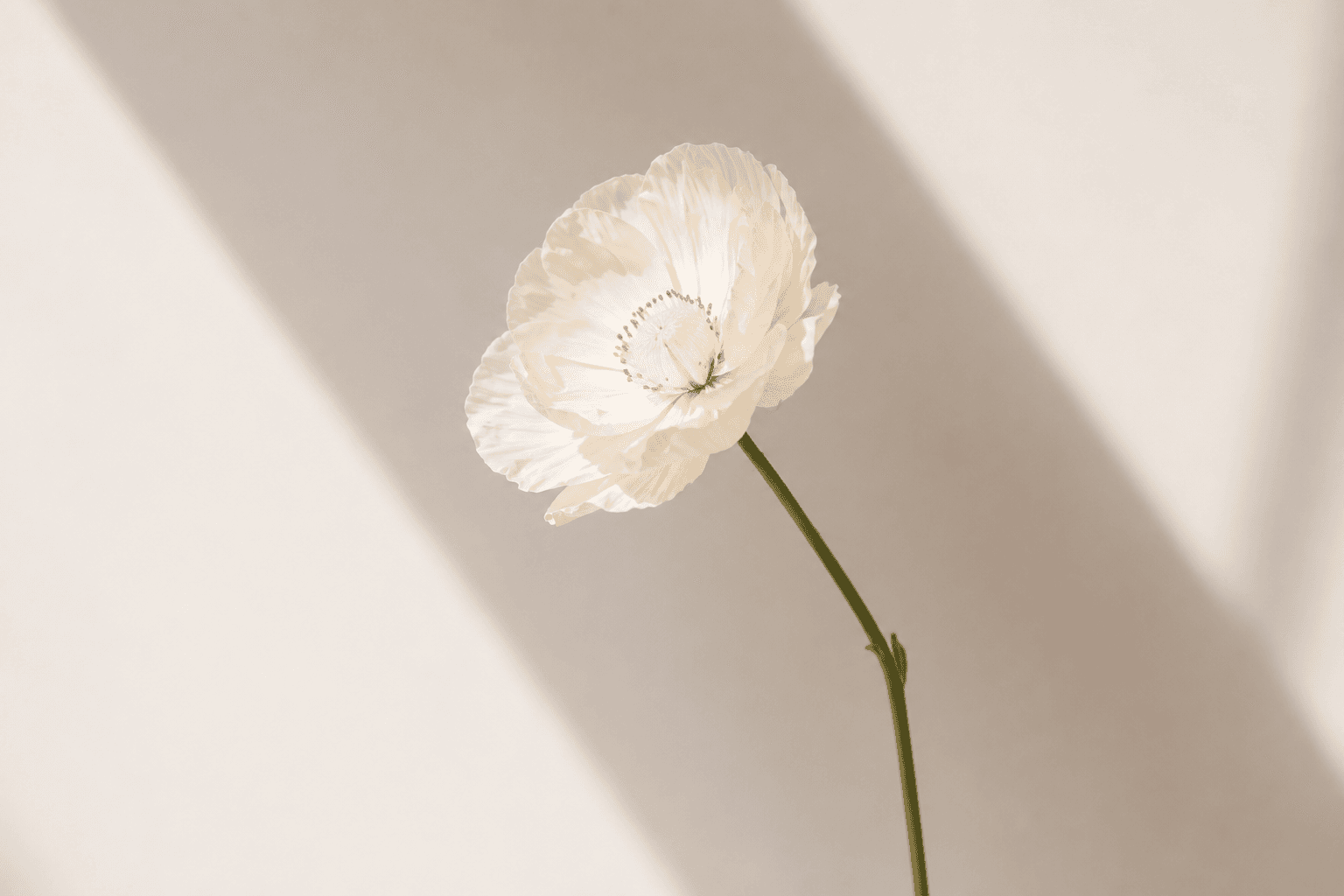 Editorial Production — The Issue № editorial partnership